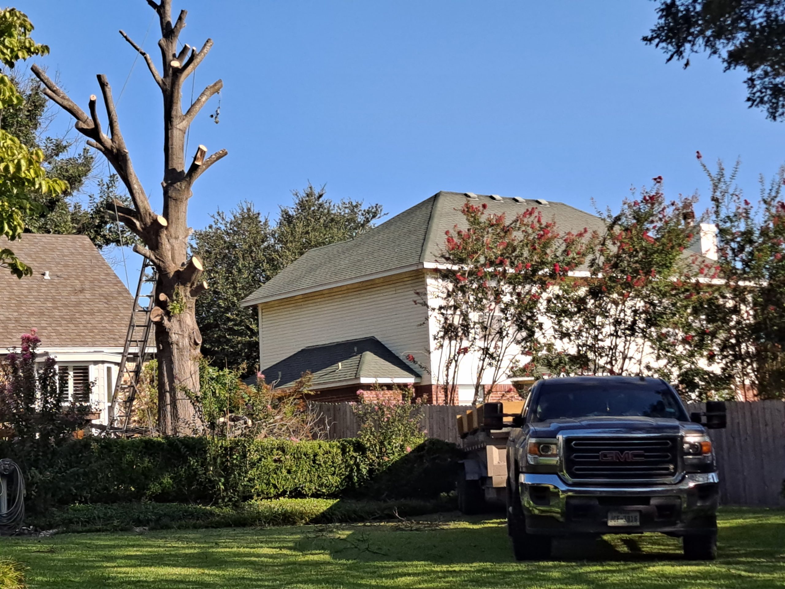 Tree services