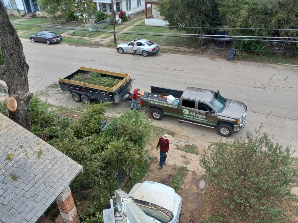 Tree trimming and pruning